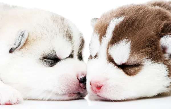 Close-up sleeping husky puppy — Stock Photo, Image