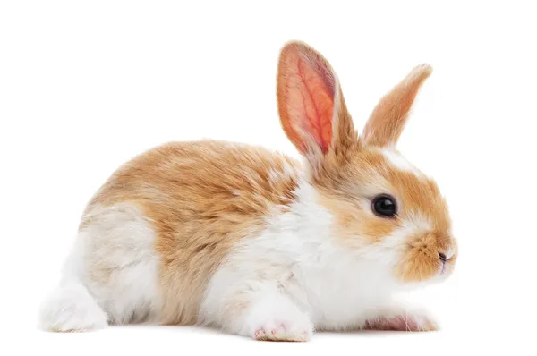 Un conejo bebé joven aislado —  Fotos de Stock
