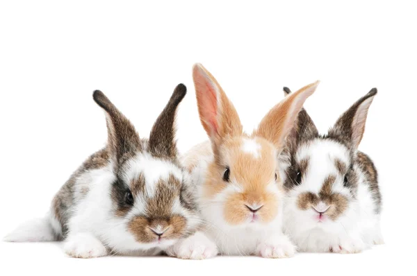 Tři mladé baby králík izolované — Stock fotografie