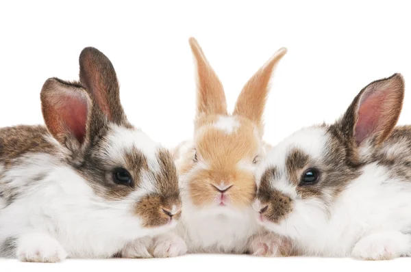 Tre giovani conigli isolati — Foto Stock