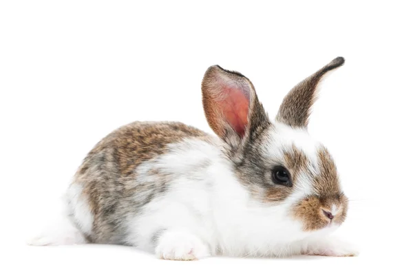 Um jovem coelho isolado — Fotografia de Stock