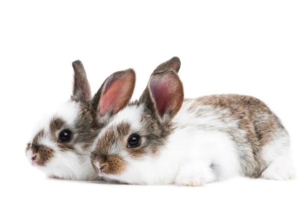 고립 된 두 어린 아기 토끼 — 스톡 사진