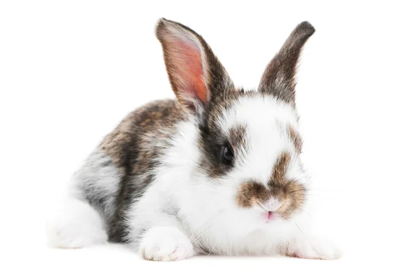 Un conejo bebé joven aislado —  Fotos de Stock