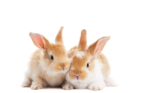 Iki genç bebek tavşan izole — Stok fotoğraf