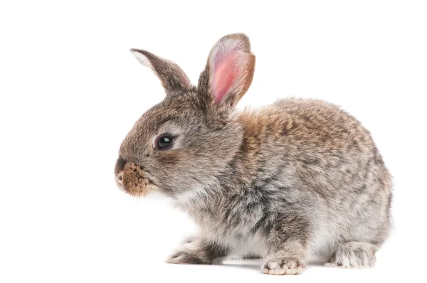 Bir genç tavşan tavşan — Stok fotoğraf