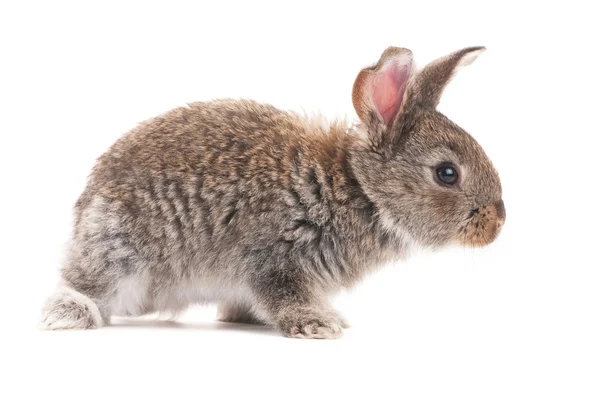 Один молодий кролик — стокове фото