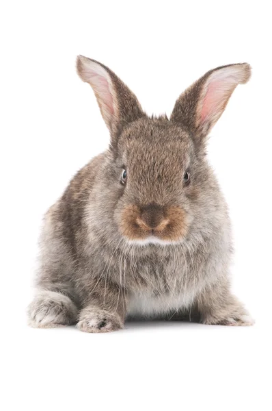 한 젊은 토끼 인형 — 스톡 사진