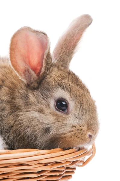 Un giovane coniglio bruno — Foto Stock