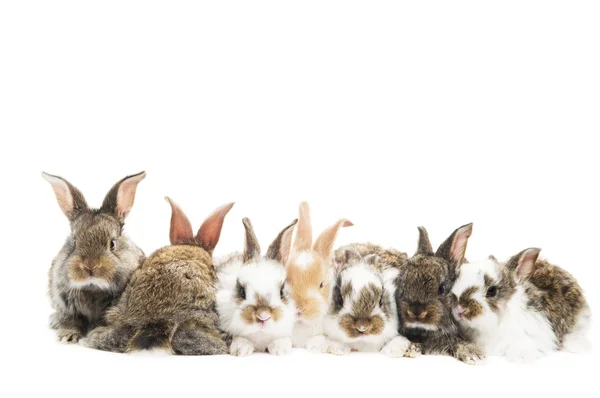 Grupp av kaniner i rad — Stockfoto