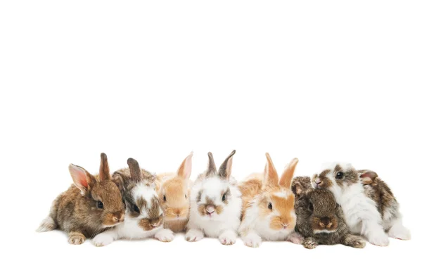 Group of rabbits in a row — Stock Photo, Image