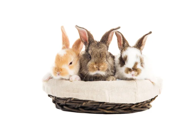 Three banny rabbit in basket isolated — Stock Photo, Image