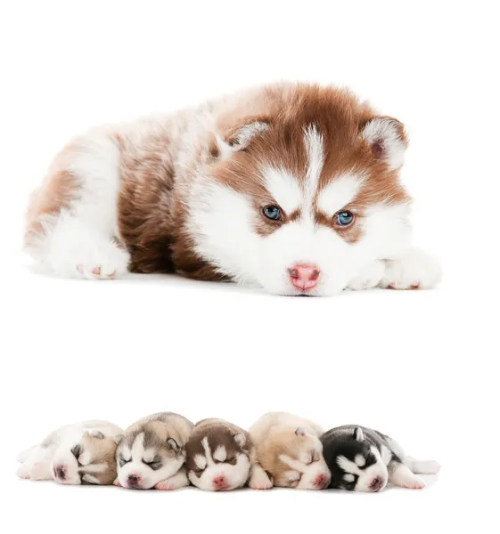 Collection of little puppy of Siberian husky — Stock Photo, Image