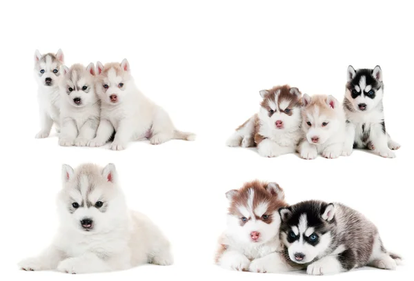 Colección de perrito de husky siberiano —  Fotos de Stock