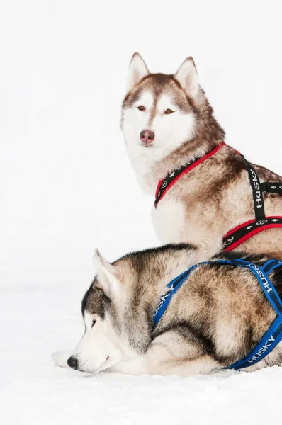Собака шведський сибірський хаскі — стокове фото