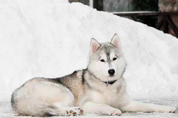 Siberische husky hond bij winter — Stockfoto