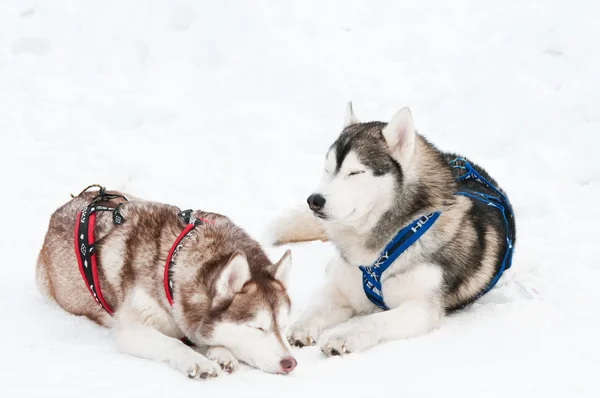 개썰매 시베리아 실 팍 한 사람 — 스톡 사진