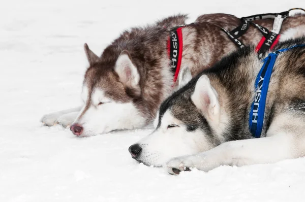Sled dog siberian husky — Stock Photo, Image