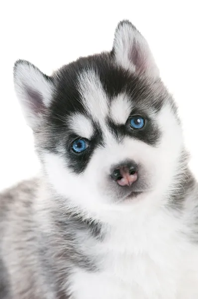 Cachorrinho husky siberiano com olhos azuis isolados — Fotografia de Stock