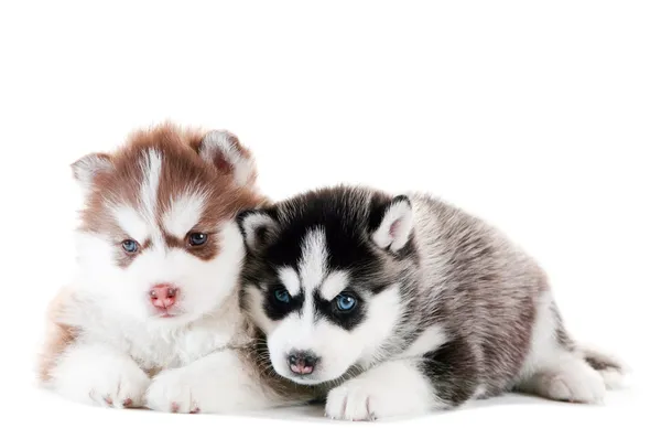 Dos cachorro husky siberiano aislado —  Fotos de Stock