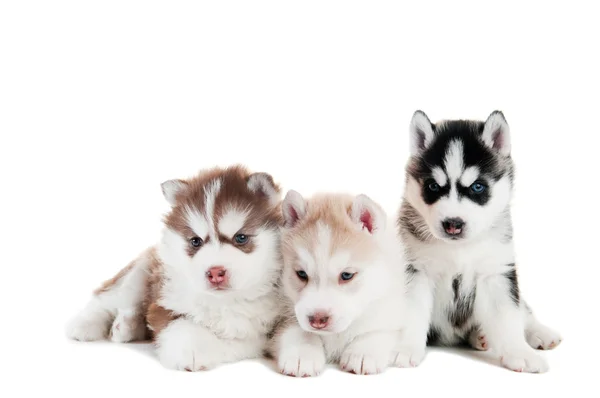 Три сибирских щенка хаски изолированы — стоковое фото