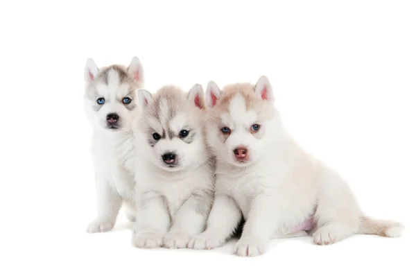 分離された 3 つのシベリアン ハスキーの子犬 — Stock fotografie