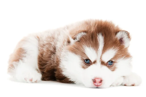 Siberian husky brown puppy isolated — Stock Photo, Image