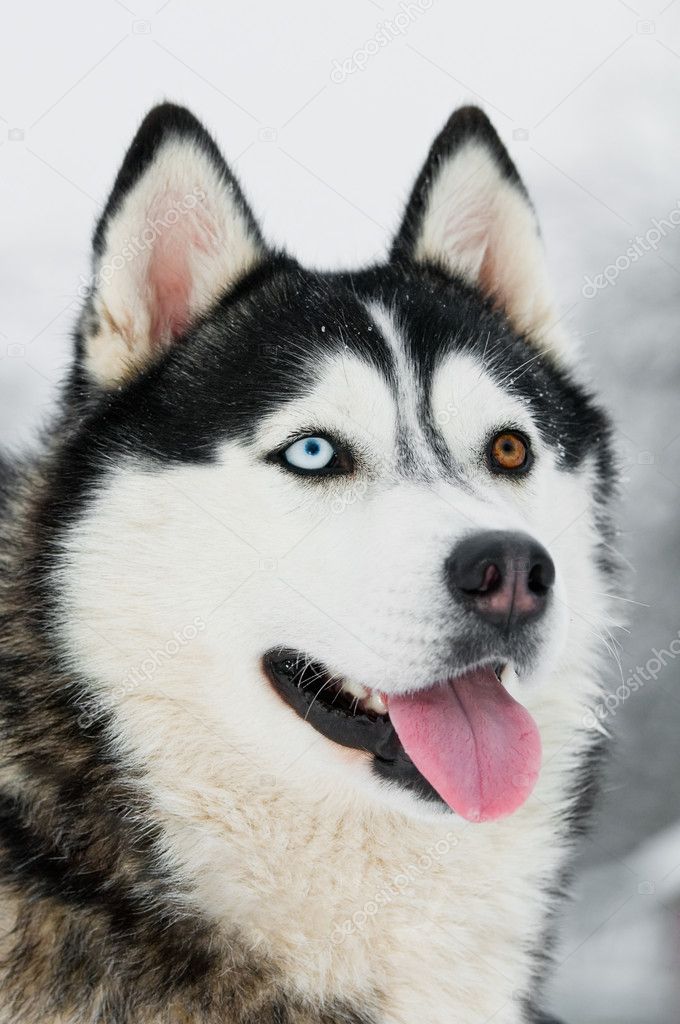 Siberian husky head portrait at winter