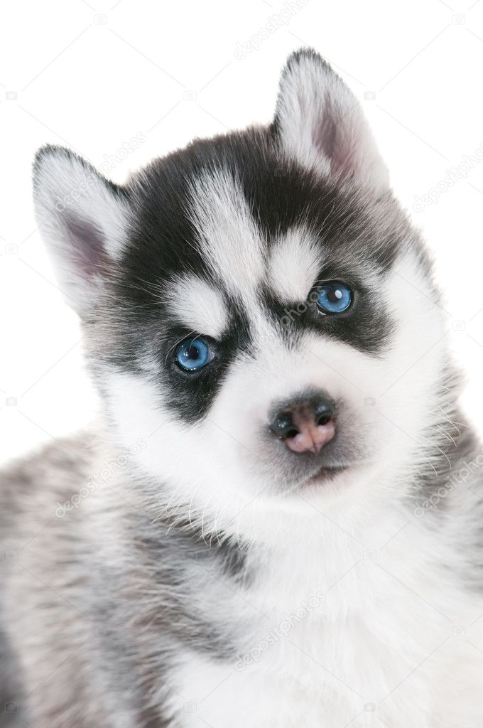 Siberian husky puppy with blue eyes isolated — Stock Photo © kalinovsky ...