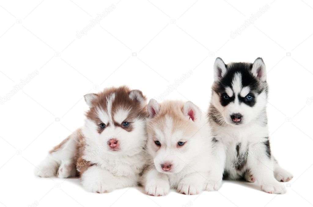 Three Siberian husky puppy isolated