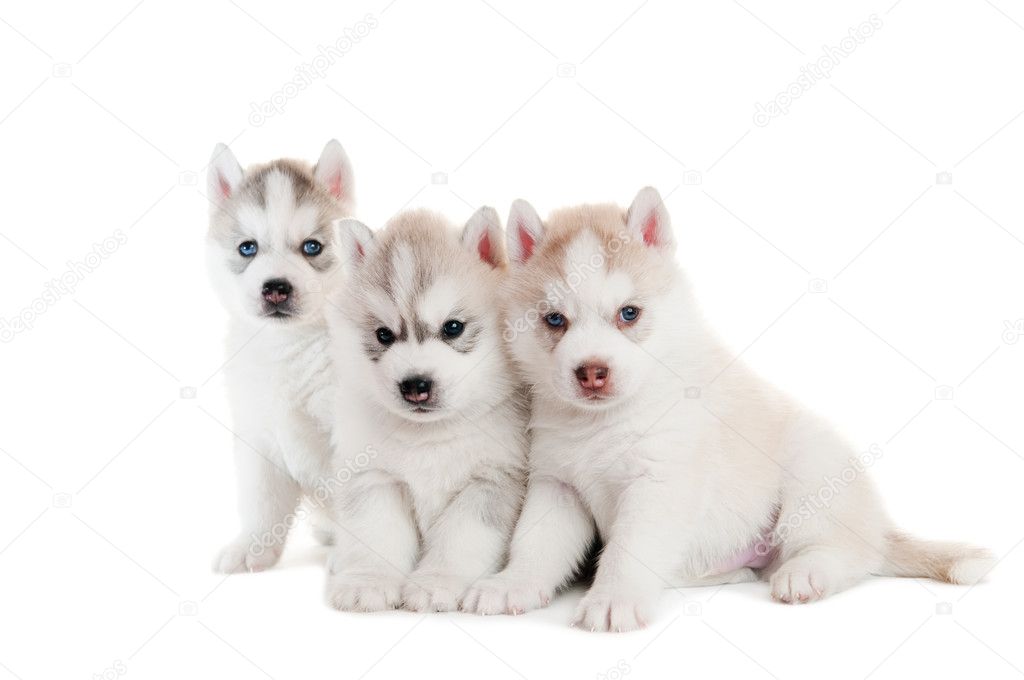 Three Siberian husky puppy isolated