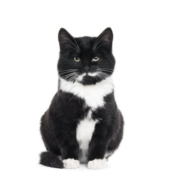 siyah yavru kedi