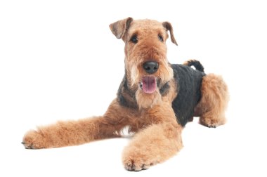 airedale terrier köpek izole