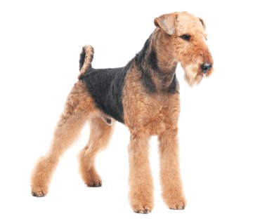 Airedale Terrier dog isolated clipart