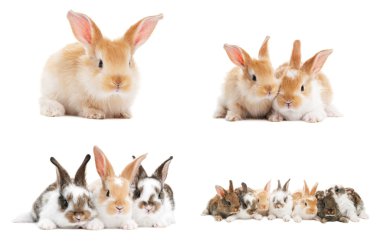 Set of baby bunny rabbits clipart