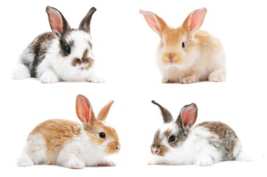 Bebek tavşan tavşan kümesi