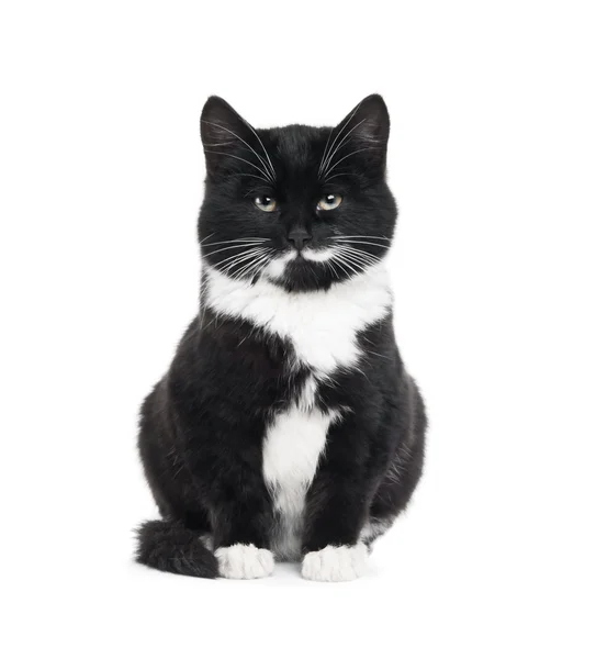 Zwarte kitten kat — Stockfoto