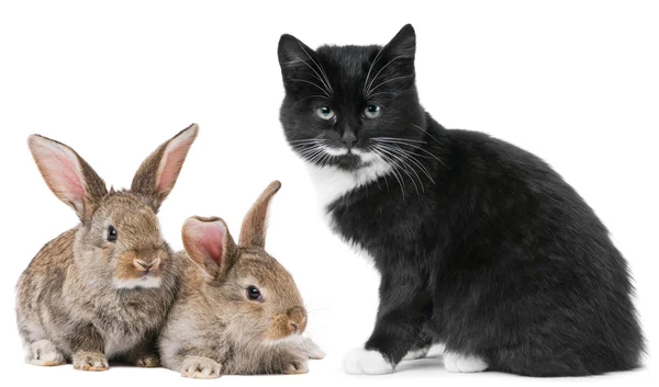 Kattunge katt och kanin bunny — Stockfoto