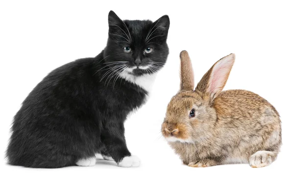 Kattunge katt och kanin bunny — Stockfoto