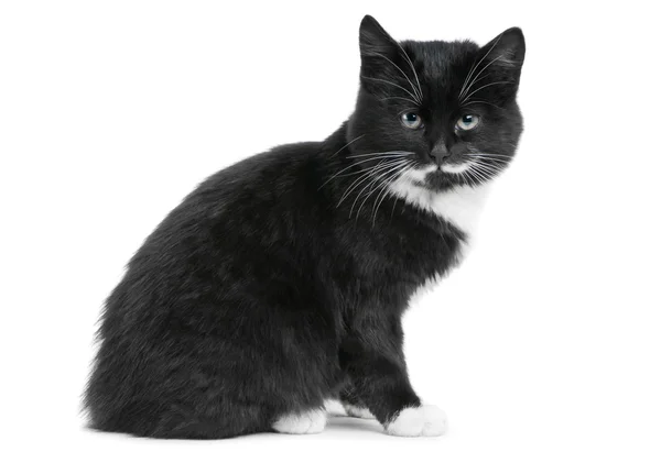 Černé koťátko kočka — Stock fotografie