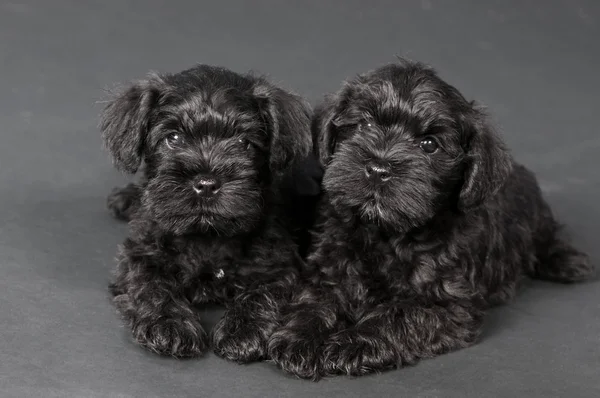Zwergschnauzer의 2 개의 검은 강아지 — 스톡 사진