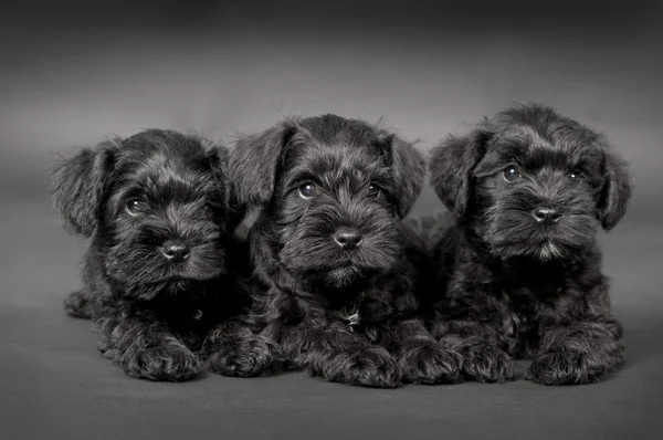 Three black puppy of zwergschnauzer — Stock Photo, Image