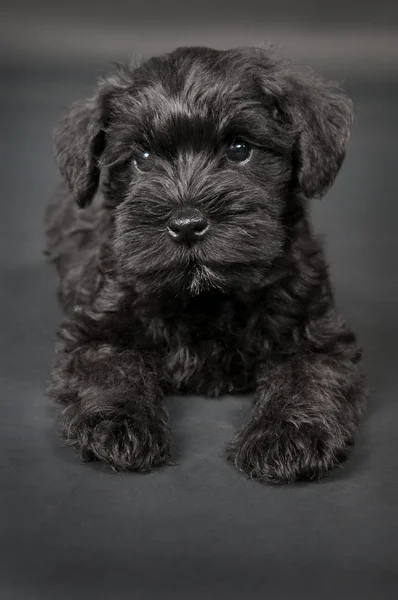 Black zwergschnauzer puppy — Stock Photo, Image