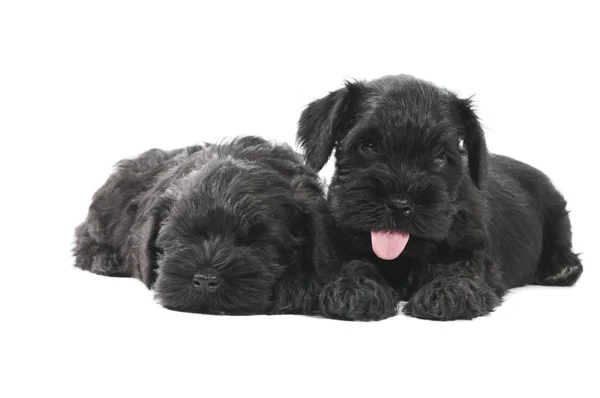 Два черных щенка zwergschnauzer изолированы — стоковое фото