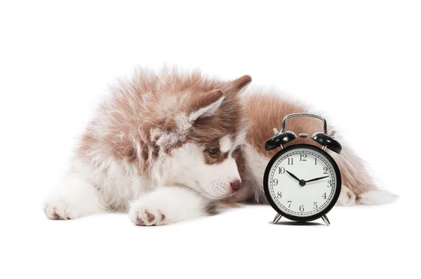 Puppy with clock time — Stock Photo, Image