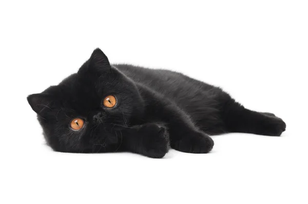 Černý exotická krátkosrstá kočička — Stock fotografie