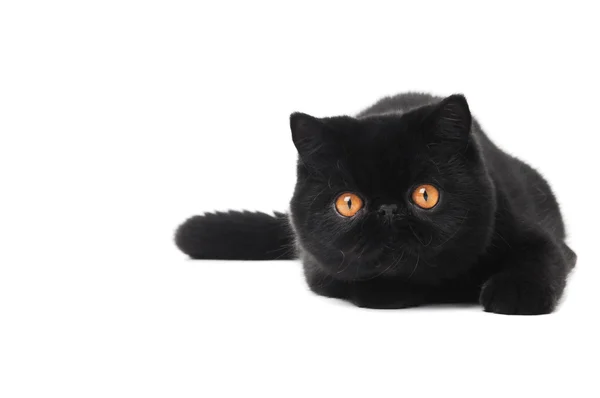 Zwarte exotische shorthair kitty kat — Stockfoto