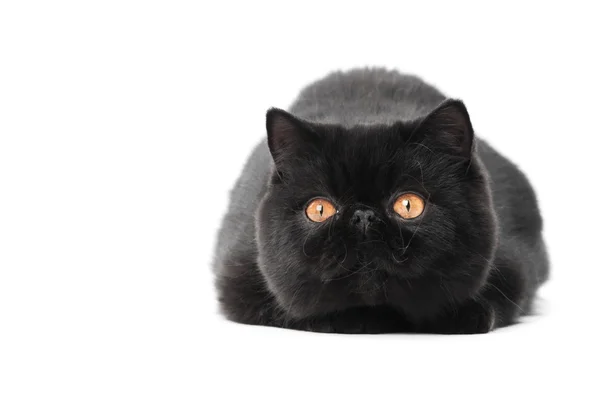 Černý exotická krátkosrstá kočička — Stock fotografie
