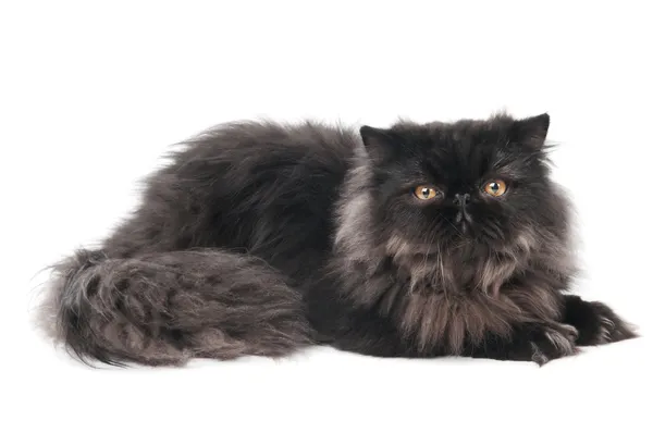 Svart Persiska kitty katt — Stockfoto