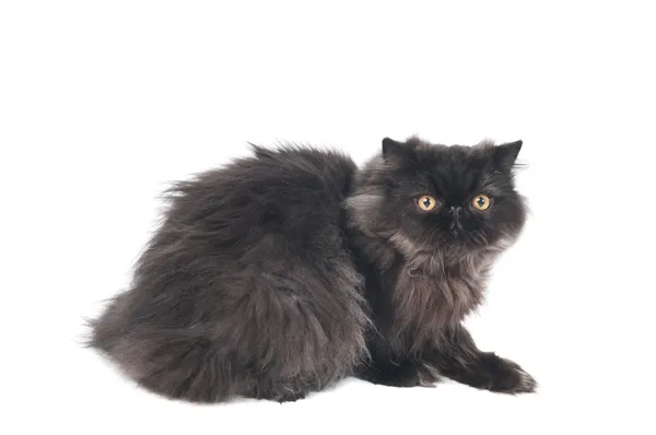 Negro persa pelo largo gatito gato — Foto de Stock