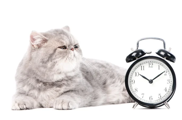 Gri egzotik yavru kedi ve saat — Stok fotoğraf